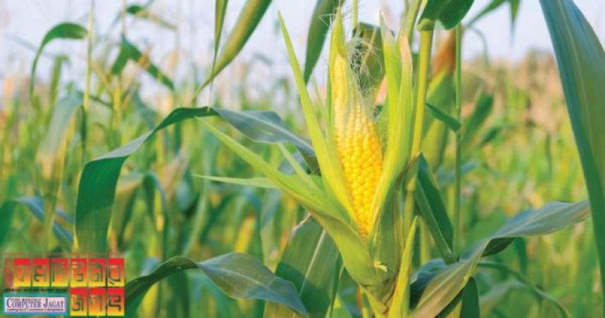 এবার পোশাক তৈরি হবে ভুট্টার আঁশ দিয়ে