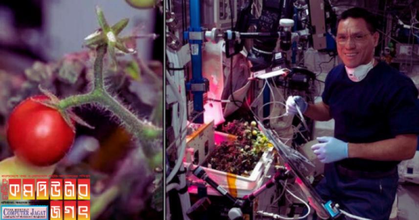 নিখোঁজ টমেটোর সন্ধান মহাকাশে